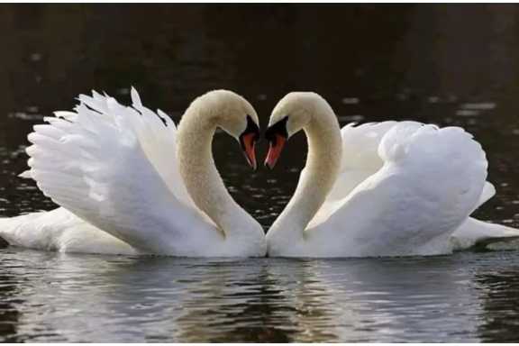 &Ocy;&Gcy;&Scy;&Ocy;&comma; &Kcy;&period;&Scy;&iecy;&ncy;-&Scy;&acy;&ncy;&scy;&period; "&Kcy;&acy;&rcy;&ncy;&acy;&vcy;&acy;&lcy; &zhcy;&icy;&vcy;&ocy;&tcy;&ncy;&ycy;&khcy;"